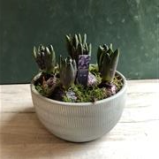 Hyacinth Bowl 