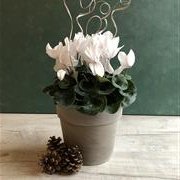Winter Cyclamen 